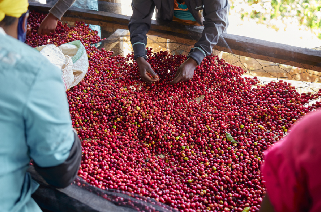 フェアトレード取り組み国